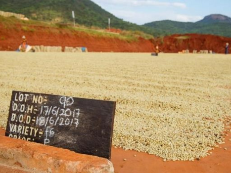 Tanzania Peaberry Aviv Estate