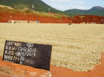 Load image into Gallery viewer, Tanzania Peaberry Aviv Estate
