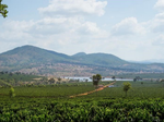 Load image into Gallery viewer, Tanzania Peaberry Aviv Estate

