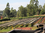 Load image into Gallery viewer, Kenya Kirinyaga Peaberry 12 oz Bag
